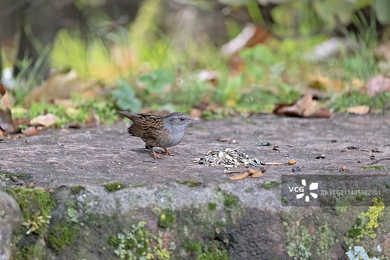 山雀栖息在岩石上的特写图片素材