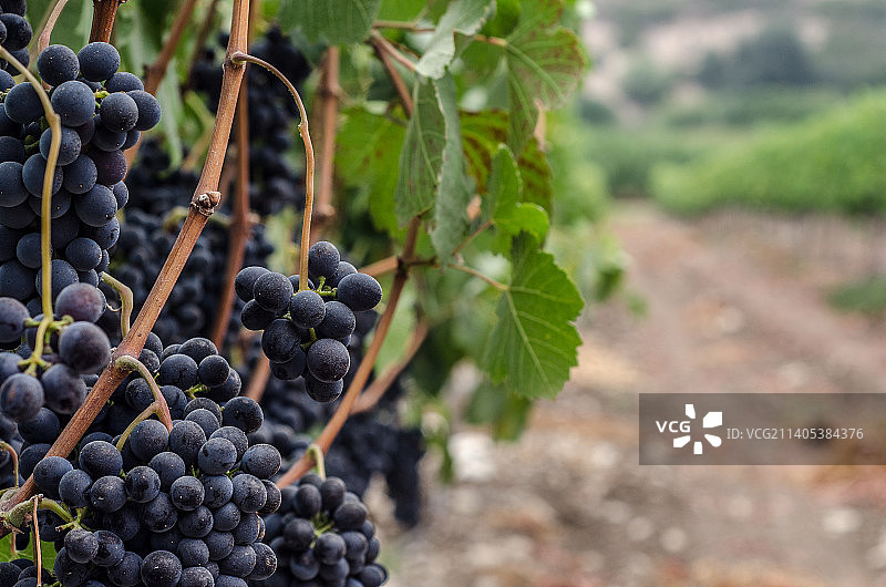 葡萄园里生长的葡萄的特写图片素材