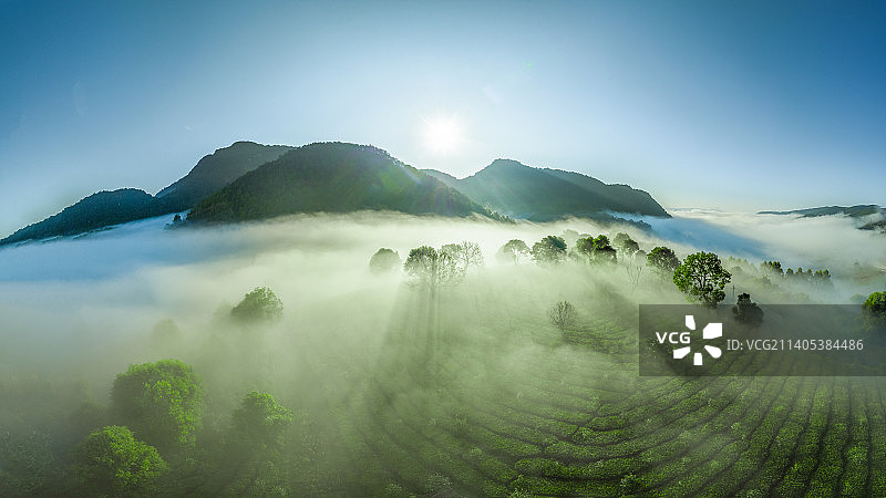茶山云海图片素材