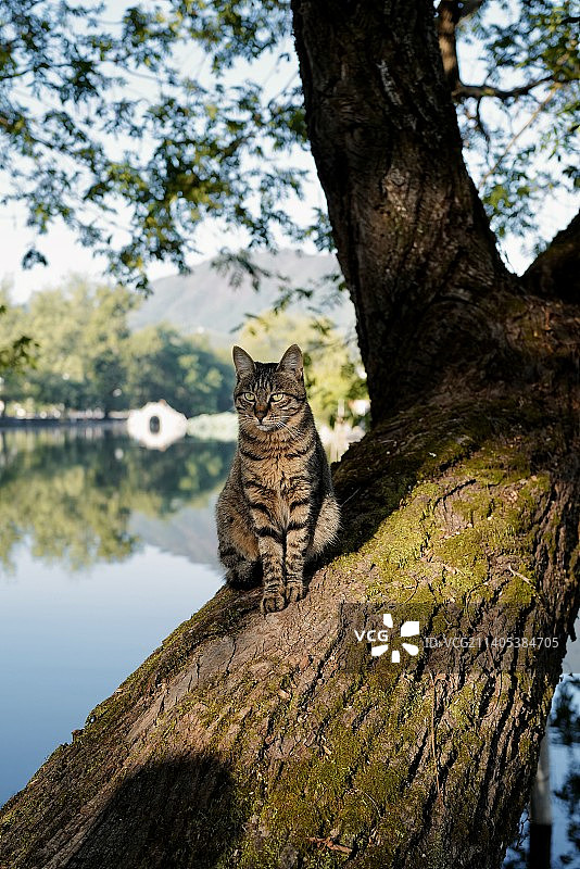 安徽黄山宏村南湖树上的一只猫图片素材