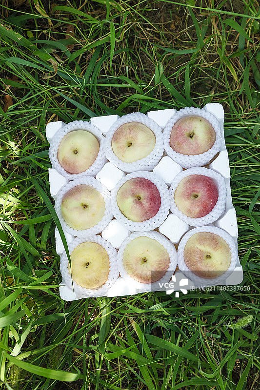 泡沫箱里的嘎啦苹果图片素材