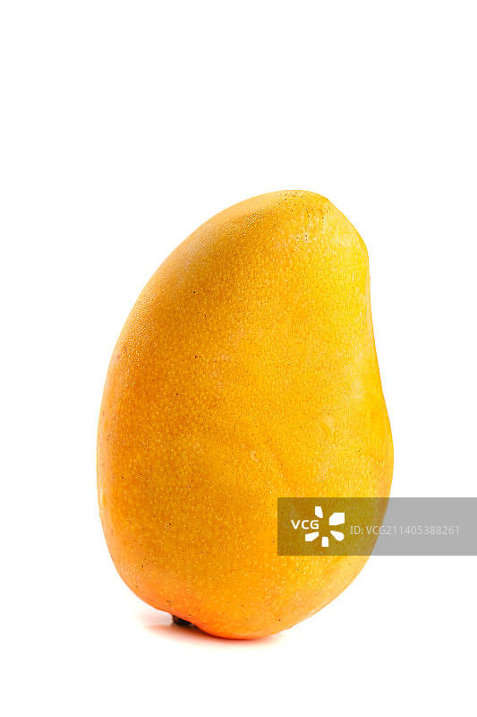 白底上的小台芒图片素材