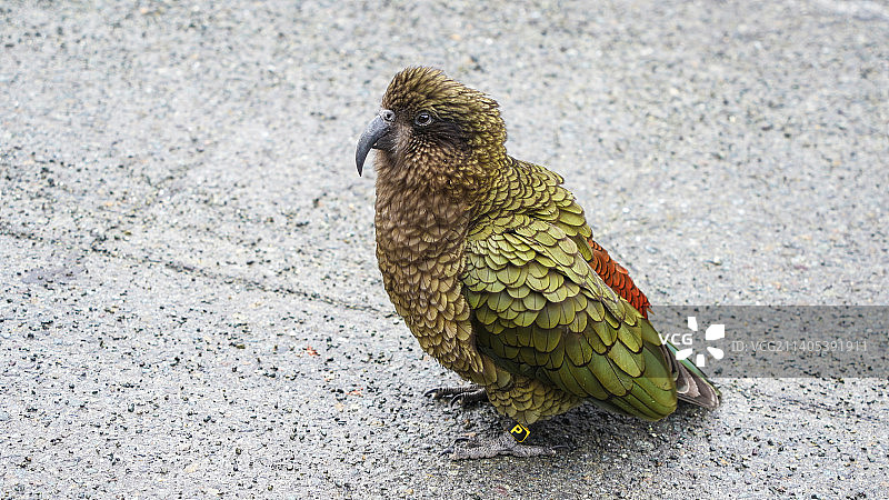 新西兰啄羊鹦鹉kea保护动物图片素材