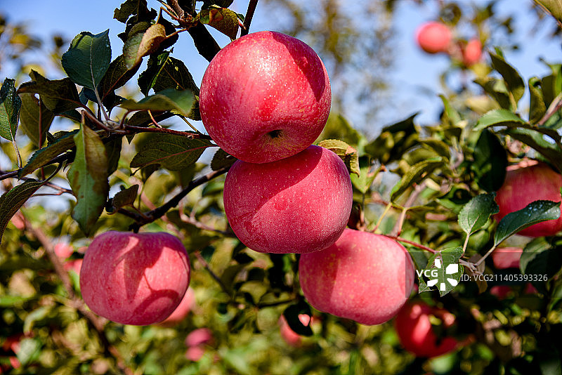 烟台苹果图片素材