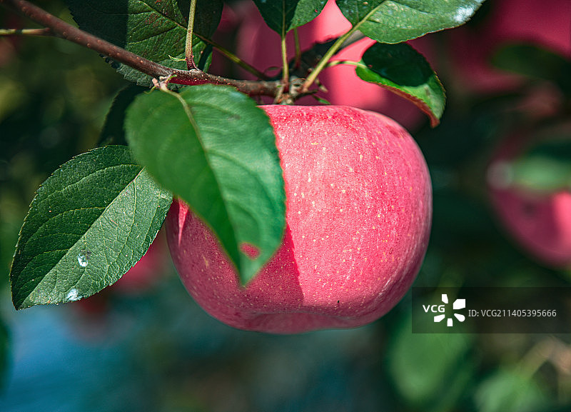 绿叶配红苹果图片素材