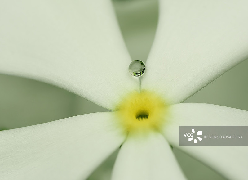 白色花朵的特写图片素材