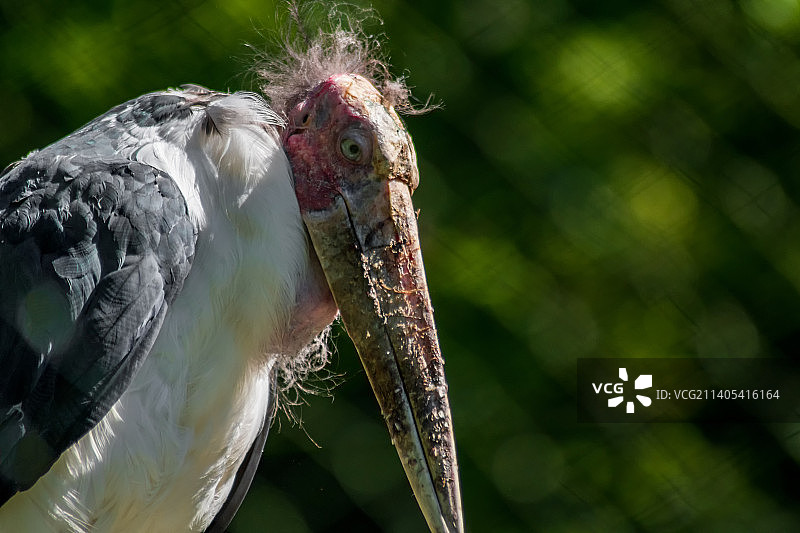 户外栖息的鹳鸟特写图片素材