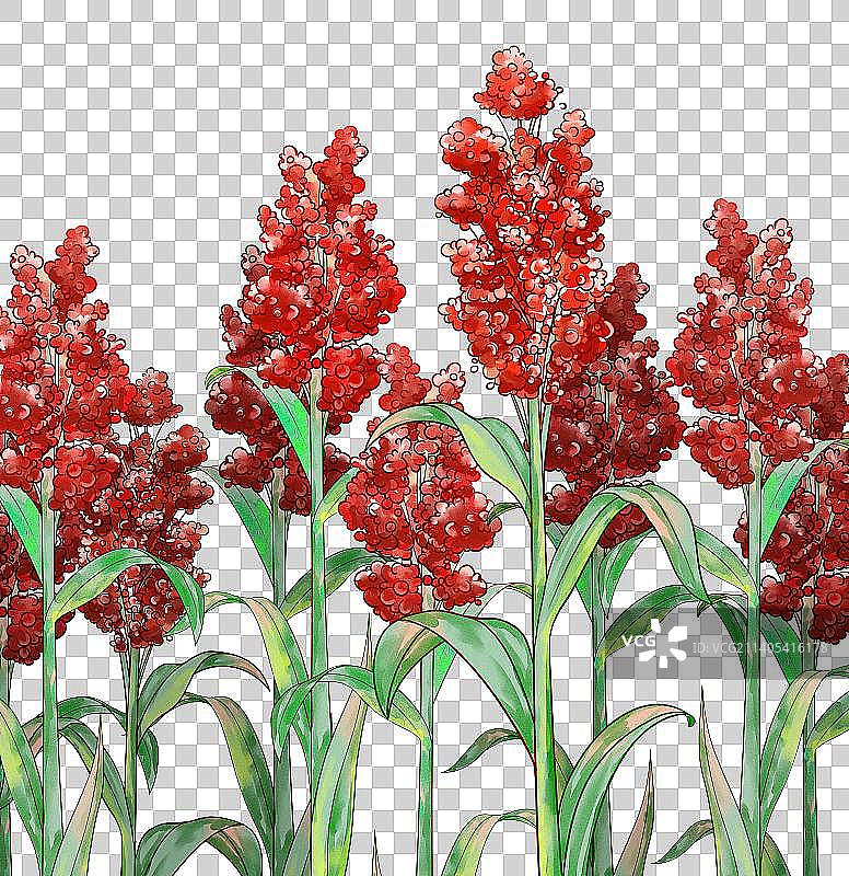 手绘水彩高粱图片素材