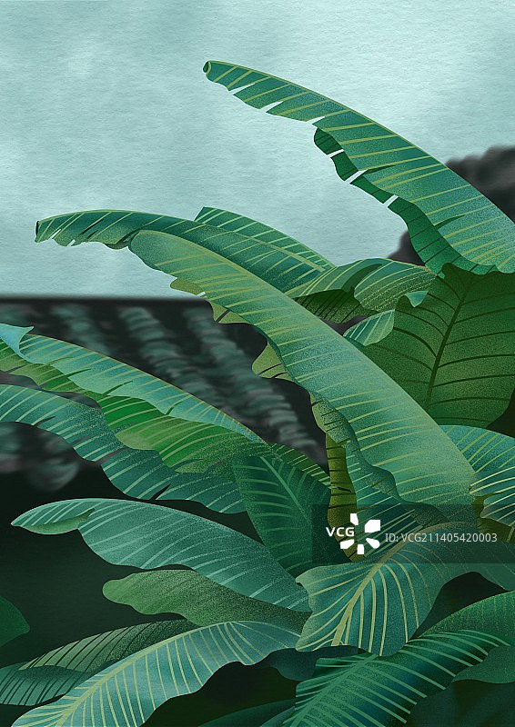 芭蕉树图片素材