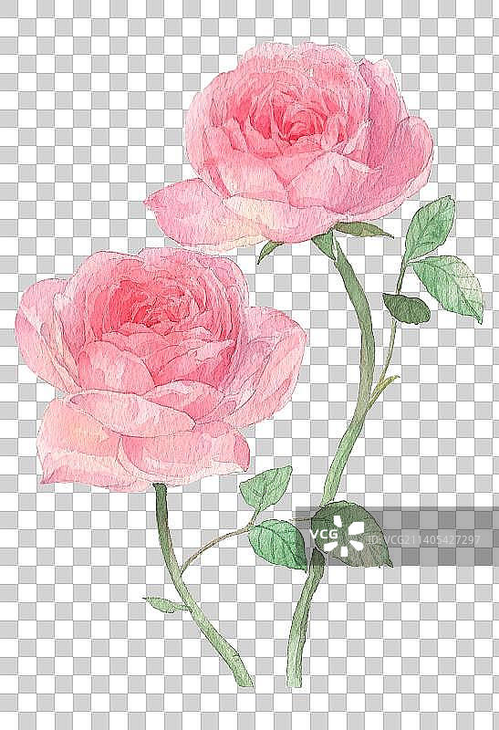 水彩粉色瑞典女王双头花朵图片素材