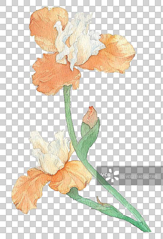 水彩黄色鸢尾花图片素材