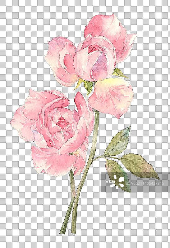 水彩粉色月季花图片素材