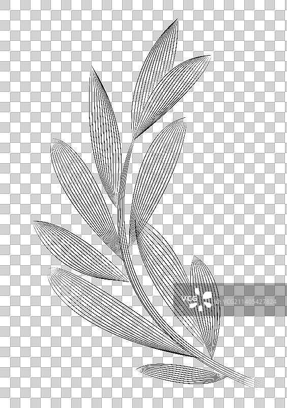 简约线条形树叶插画图片素材