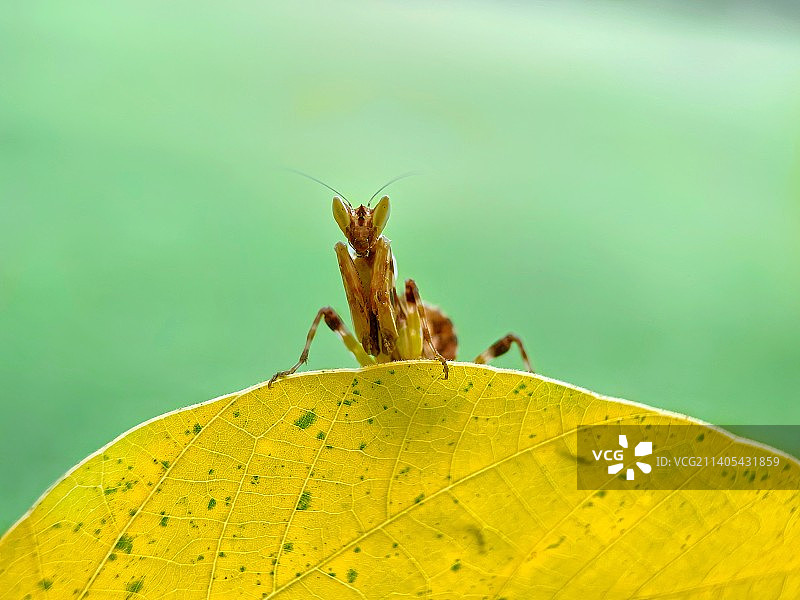 秋韵（丽眼斑螳）图片素材