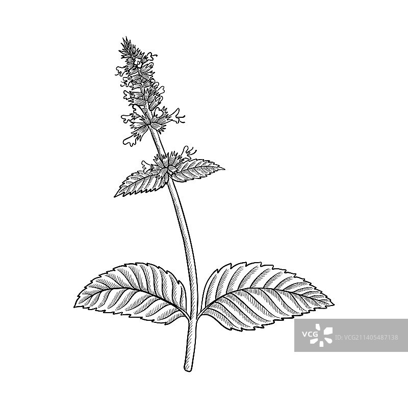 韩国薄荷广藿香植物绘画图片素材