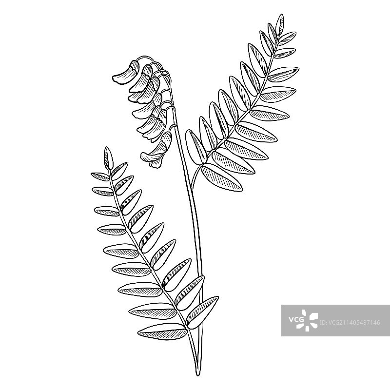 蒙古黄芪植物绘画图片素材