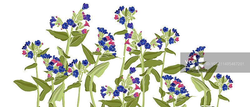 野生花卉绘画图片素材
