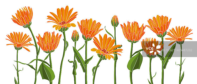 野生花卉绘画图片素材