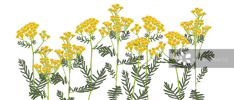 野生花卉绘画图片素材