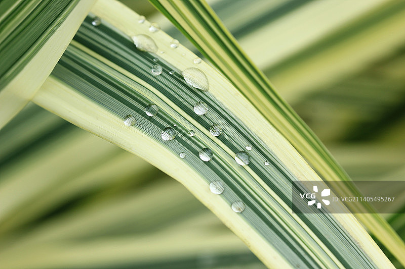 芦苇叶片上的水滴图片素材