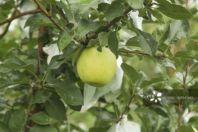 青苹果产地图片素材