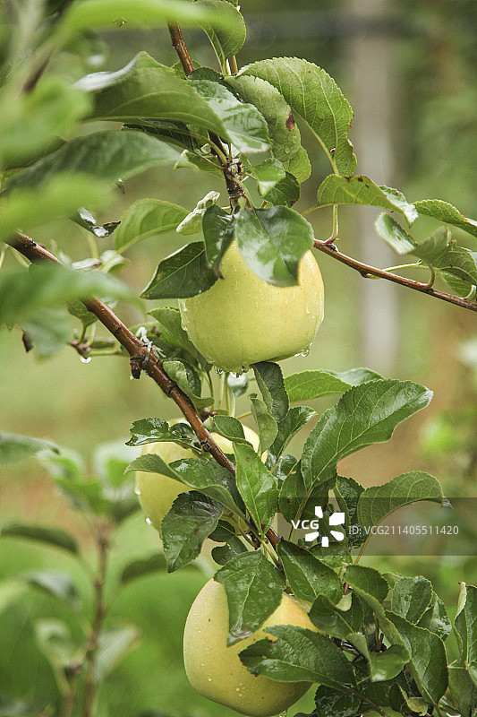 青苹果产地图片素材