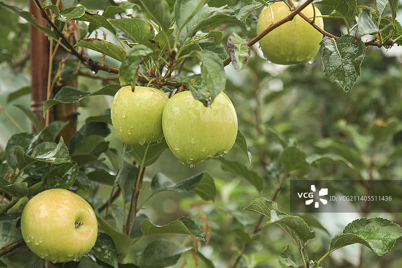 青苹果产地图片素材