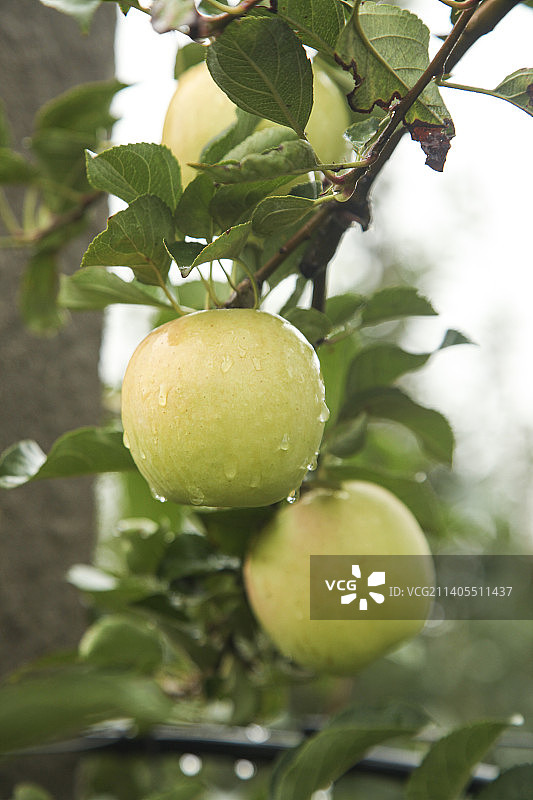 青苹果产地图片素材