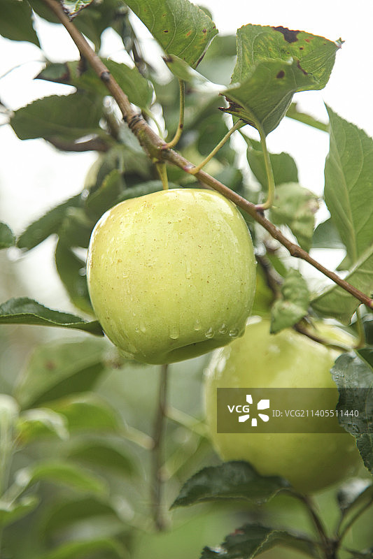 青苹果产地图片素材