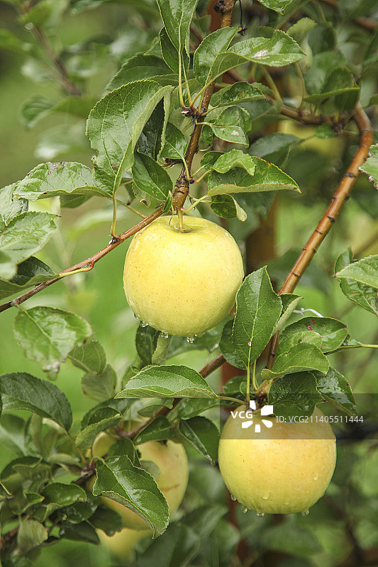 青苹果产地图片素材
