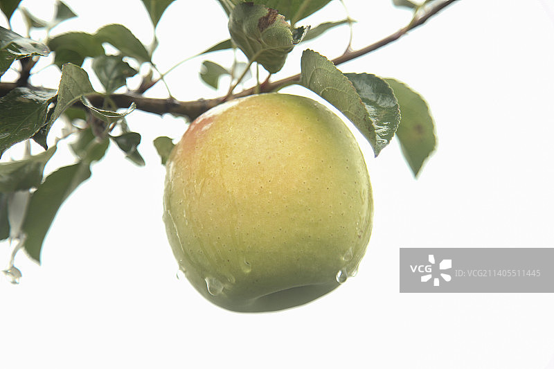 青苹果产地图片素材