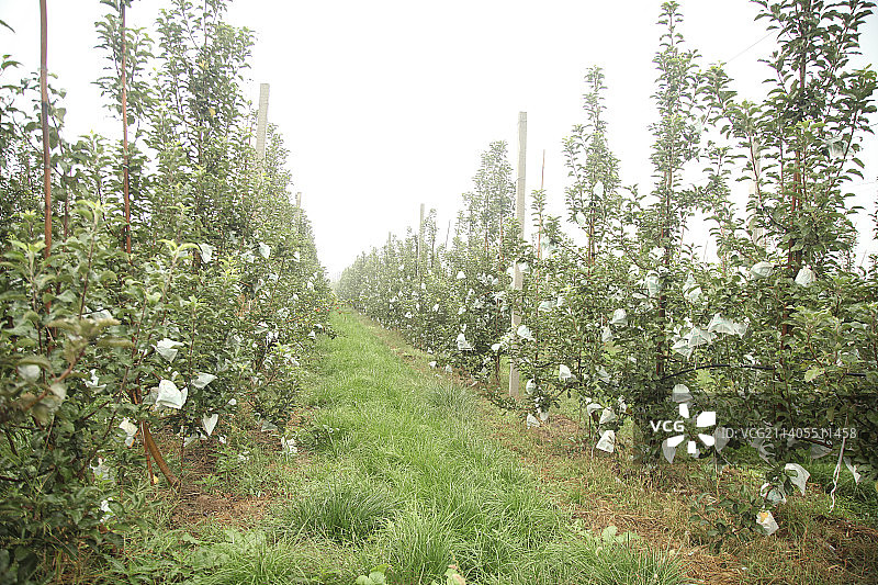 青苹果产地图片素材