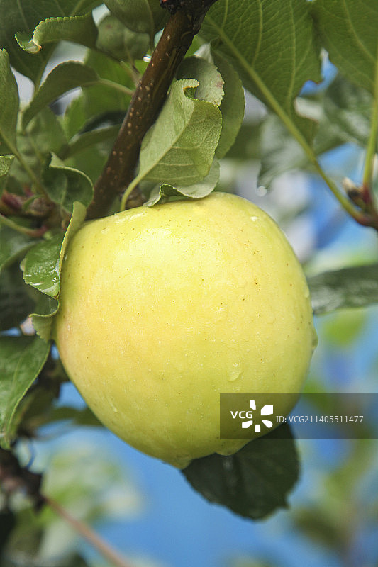 青苹果产地图片素材