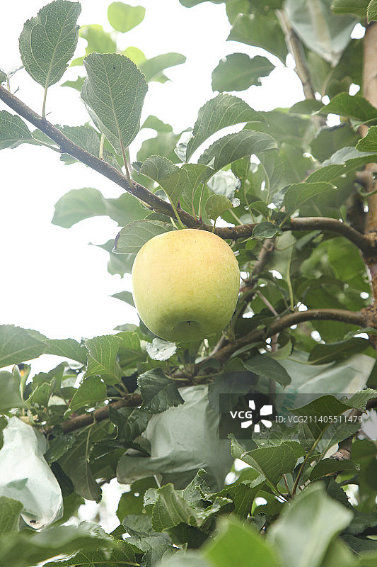 青苹果产地图片素材