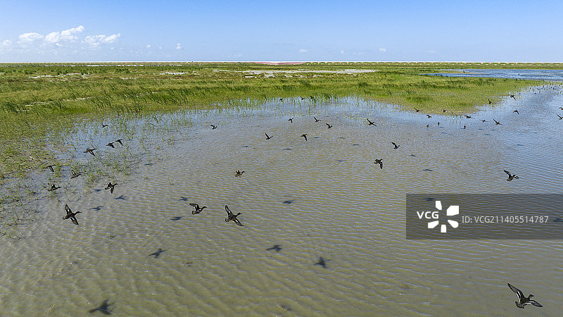 绿翅鸭在上海横沙东滩湿地飞翔图片素材