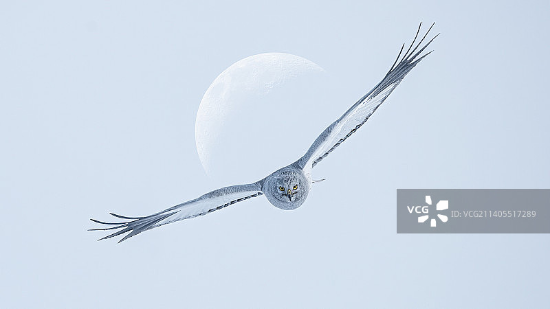 飞翔的白尾鹞图片素材