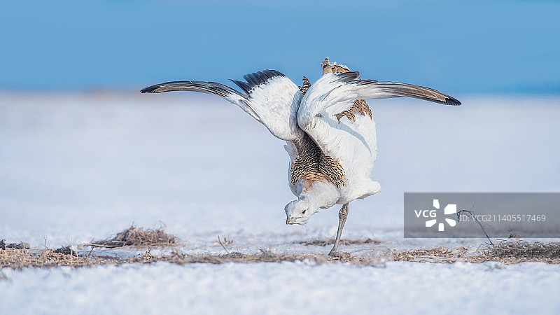 冬季雪地草原上的大鸨图片素材