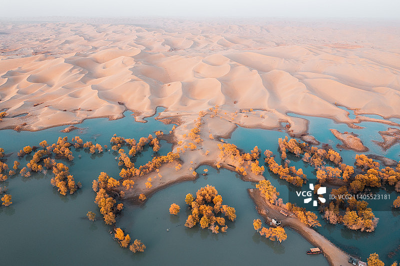 新疆库尔勒胡杨林图片素材