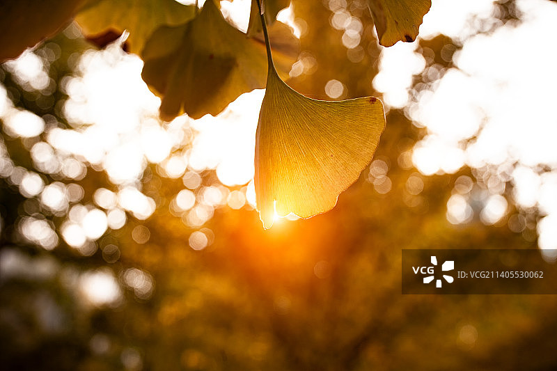 银杏树叶图片素材