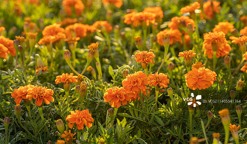 万寿菊图片素材