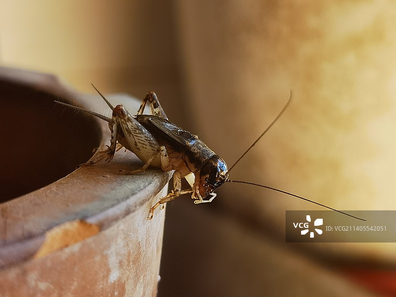 木头上的昆虫特写镜头图片素材
