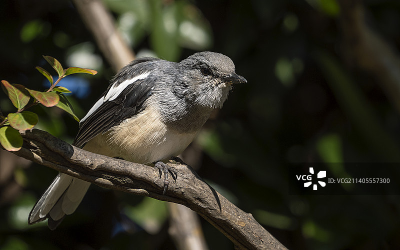 雌鹊鸲图片素材