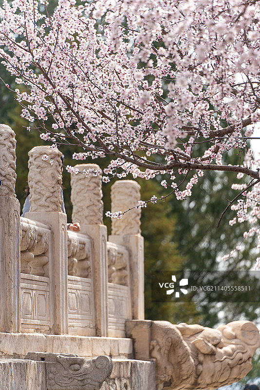 北京北海公园白塔与粉色的山桃花图片素材