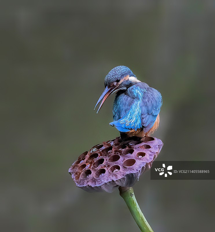 翠鸟栖息在莲蓬上图片素材