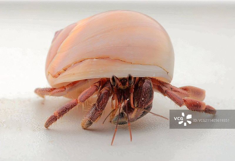 宠物寄居蟹图片素材