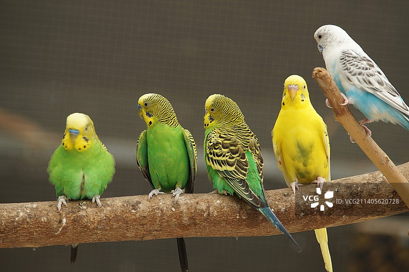 虎皮鹦鹉图片素材