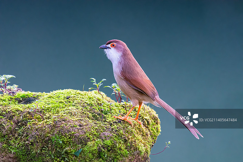 金眼鹛雀图片素材