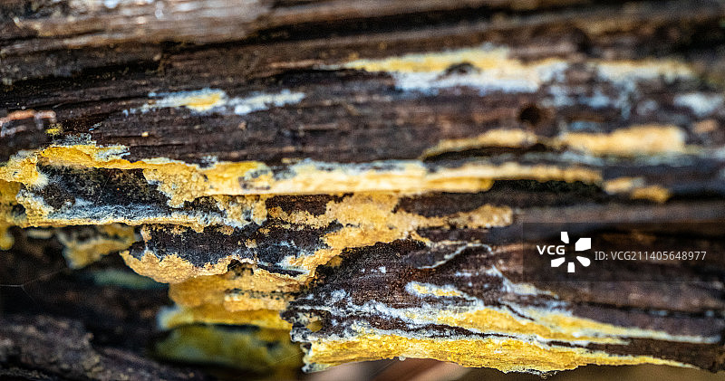 朽木上的彩色斑纹。图片素材