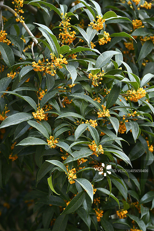 丹桂飘香图片素材