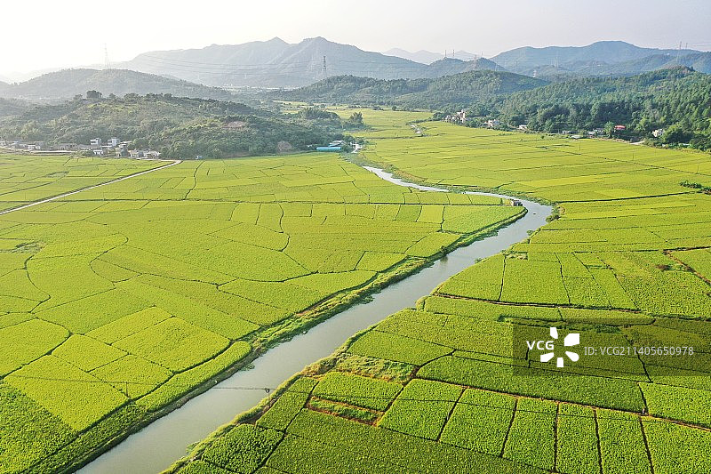 金秋稻田图片素材